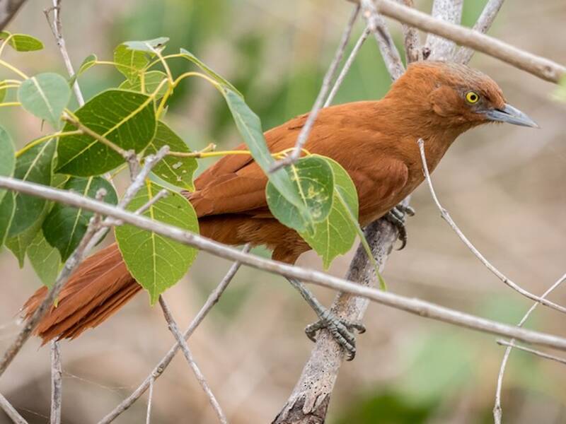 Rufous Cacholote, 照片 2