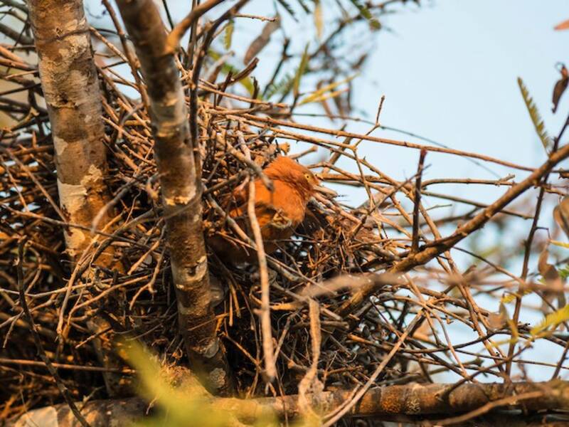 Rufous Cacholote