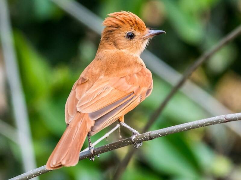 Rufous Casiornis, 照片 4