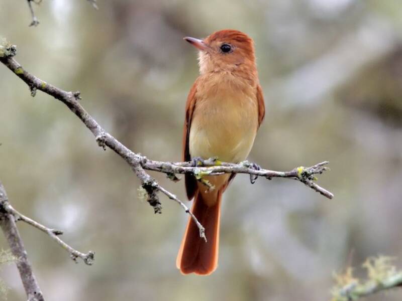 Rufous Casiornis, 照片 3