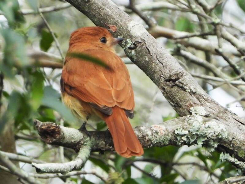 Rufous Casiornis, 照片 2