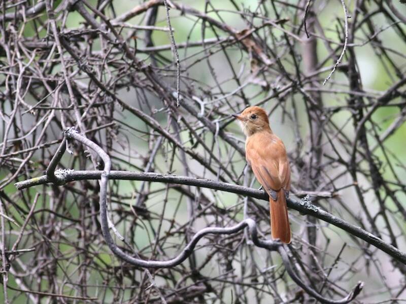 Rufous Casiornis