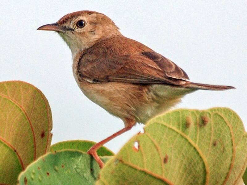 Rufous Cisticola, Photos 3