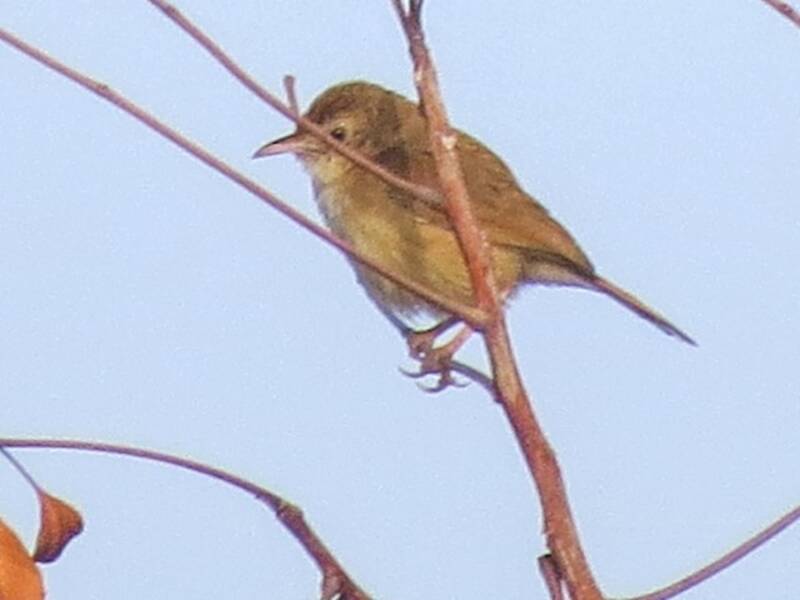 Rufous Cisticola, Photos 2