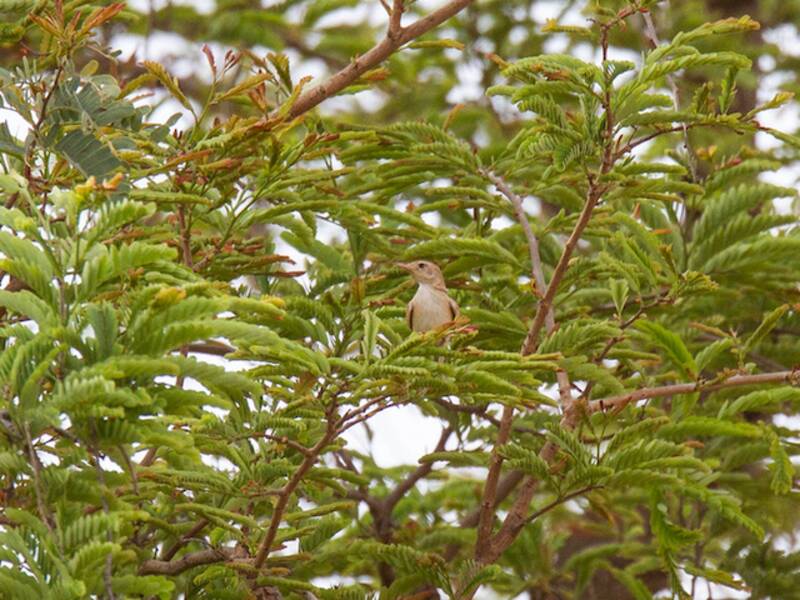 Rufous Cisticola, Photos 4