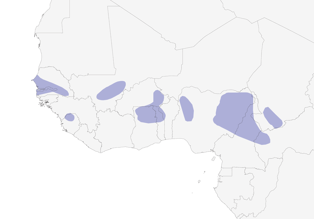 Rufous Cisticola, Distribution 1