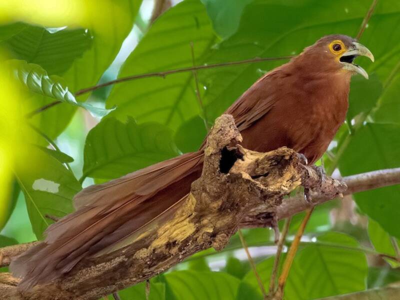 Rufous Coucal, Photos 3