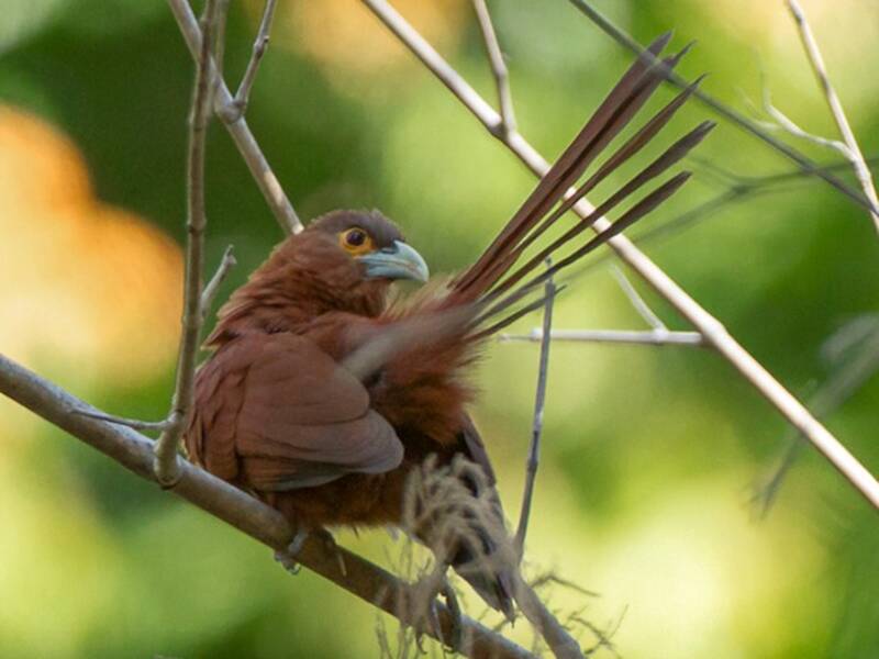 Rufous Coucal, Photos 4