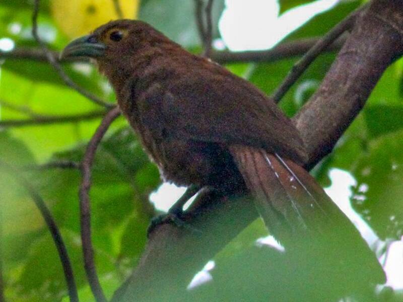 Rufous Coucal, Photos 2