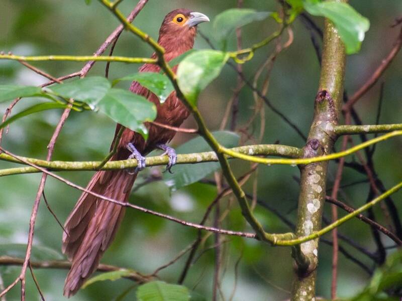 Rufous Coucal