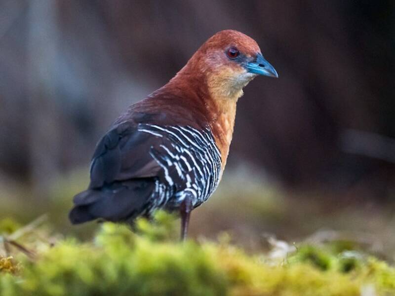 Rufous-faced Crake, 照片 2
