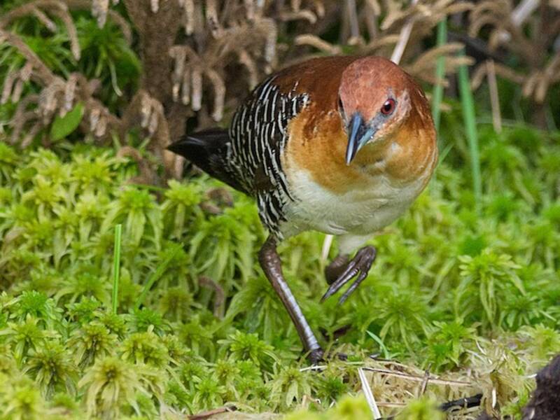 Rufous-faced Crake, 照片 3