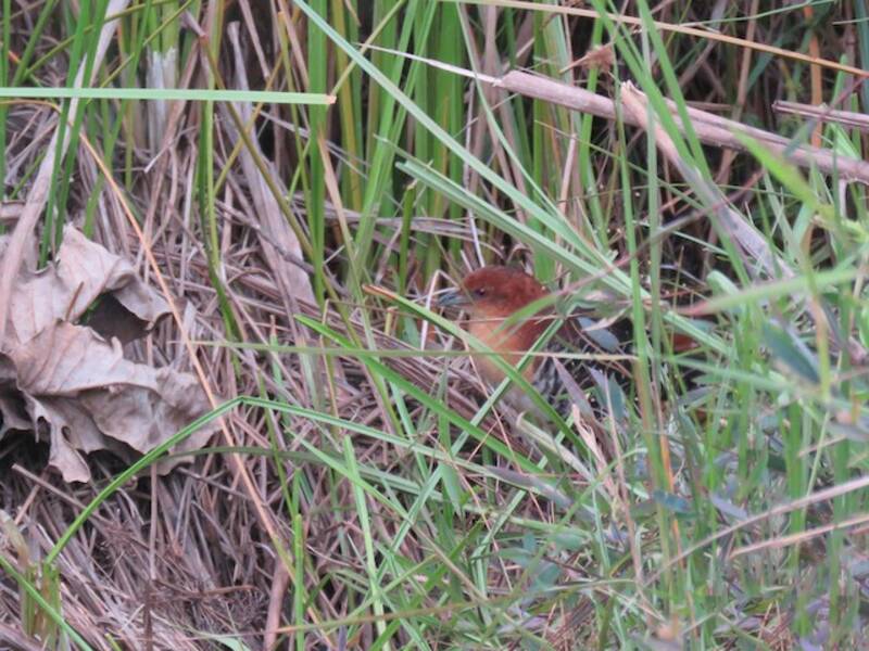 Rufous-faced Crake, 照片 4