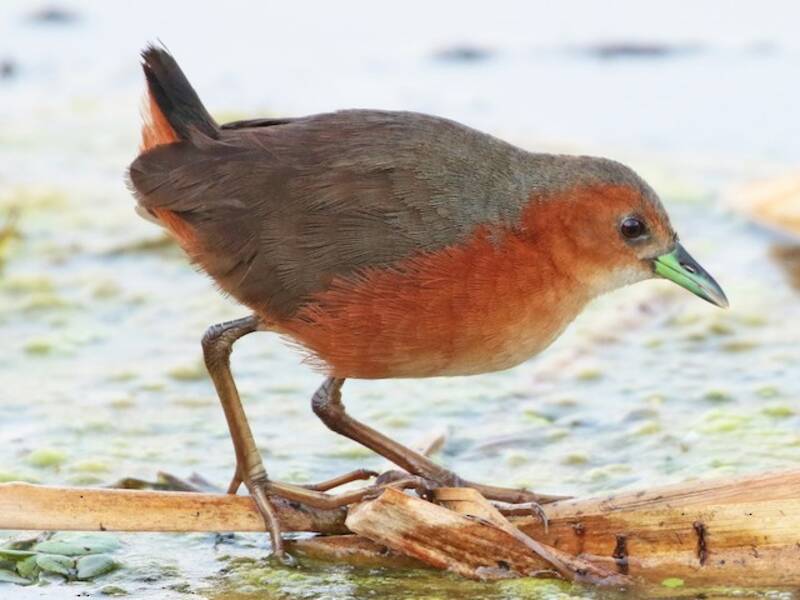 Gallinella fianchi ruggine, Foto 2