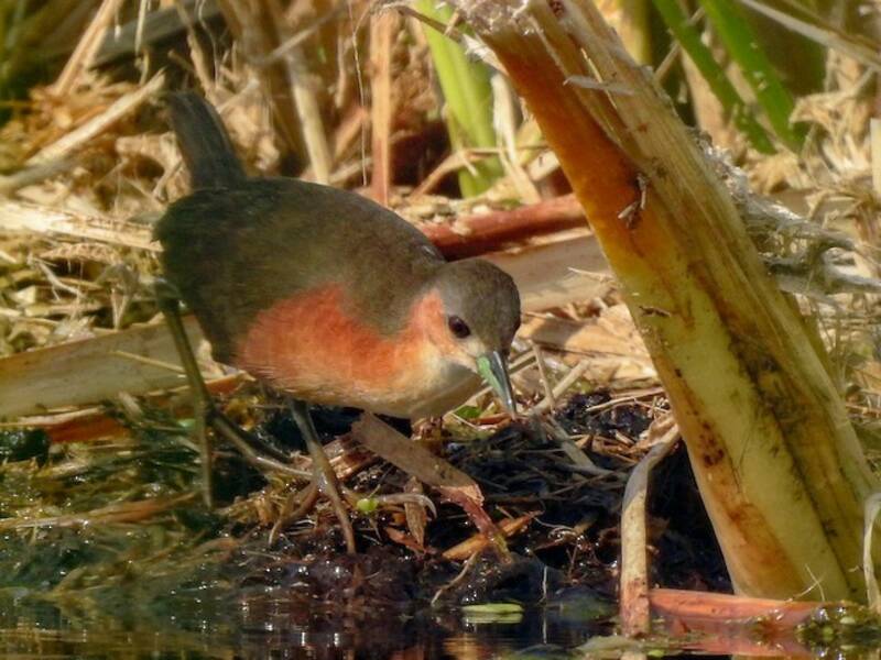 Gallinella fianchi ruggine, Foto 4