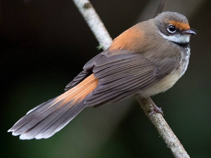 Australian Rufous Fantail, Photos 2