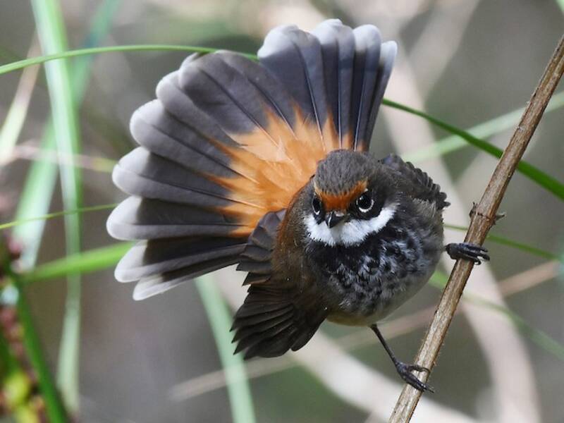 Australian Rufous Fantail (Rhipidura rufifrons)