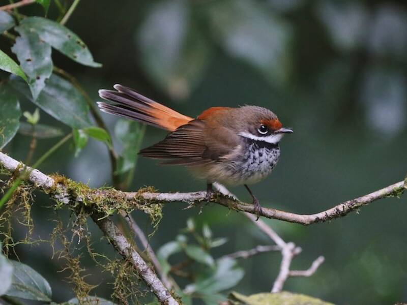 Australian Rufous Fantail, Photos 3