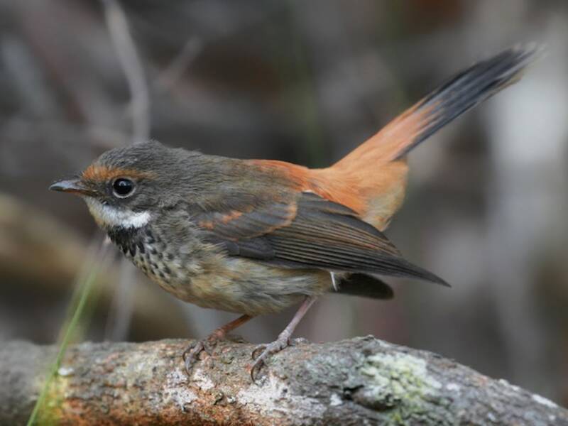 Australian Rufous Fantail, Photos 4