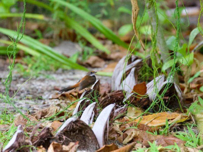 Codaventaglio di Louisiade, Foto 2