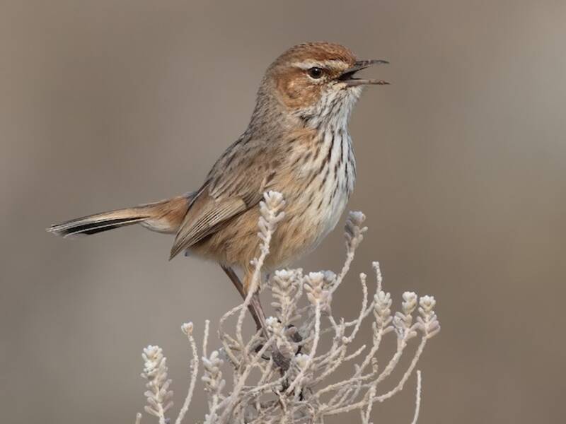 Rufous Fieldwren (Calamanthus campestris)