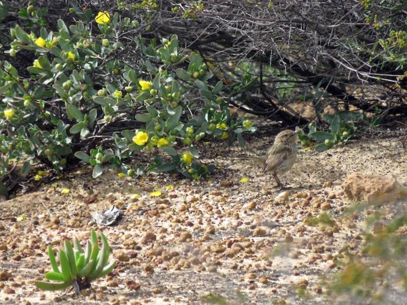 Maluro campestre occidental
