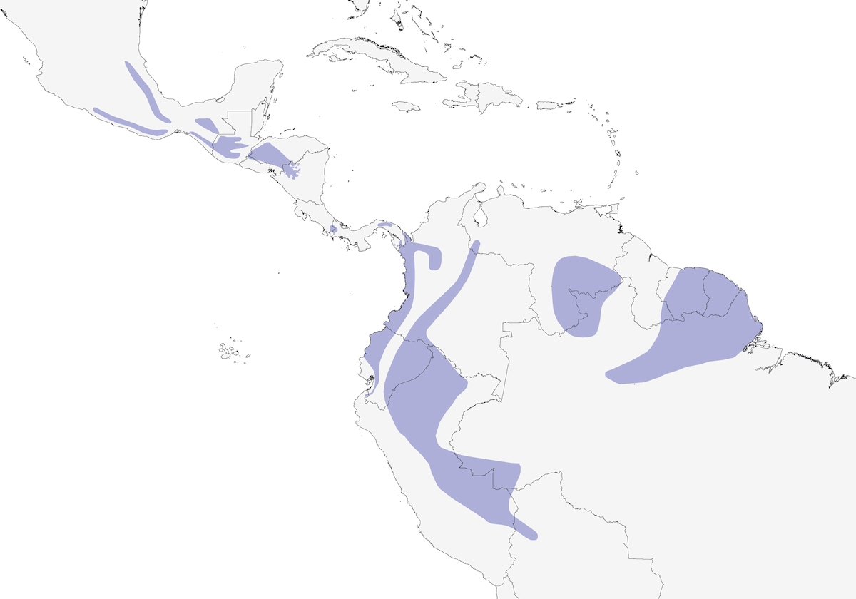 Philidor roux, Distribution 1