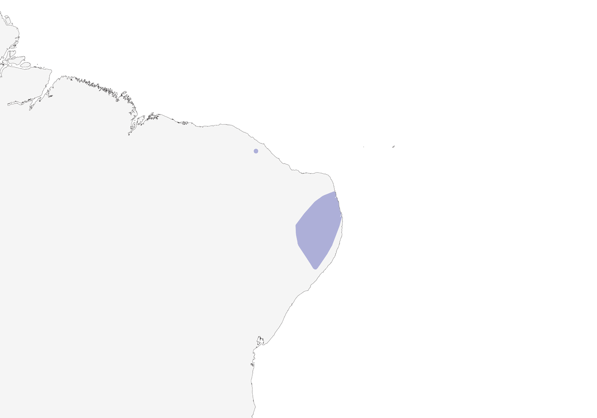 Conopophage du Ceará, Distribution 1