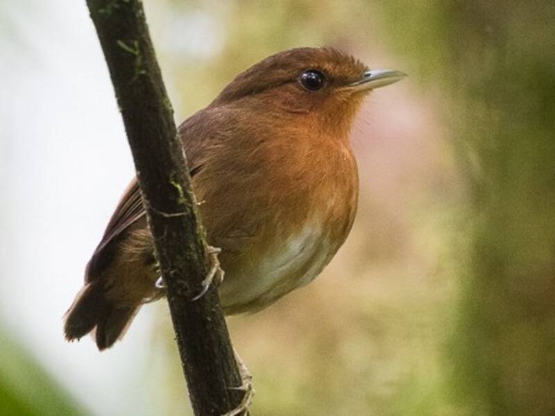 Rufous Gnateater, Photos 4