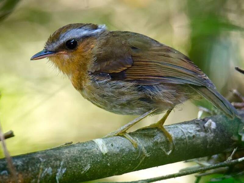 Rufous Gnateater, Photos 3