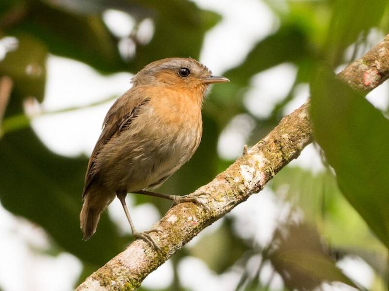 Rufous Gnateater, Photos 2