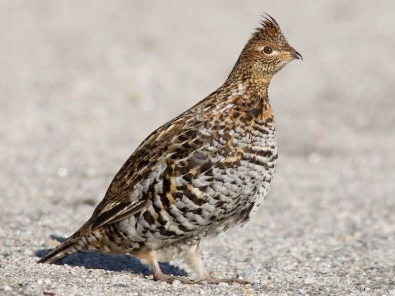 Ruffed Grouse, Photos 2