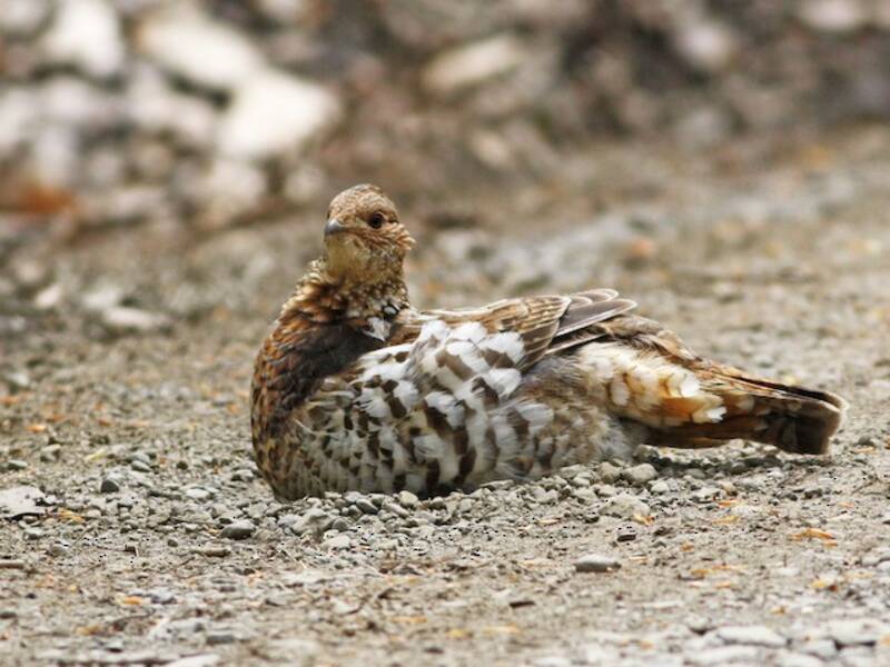 Ruffed Grouse, Photos 4