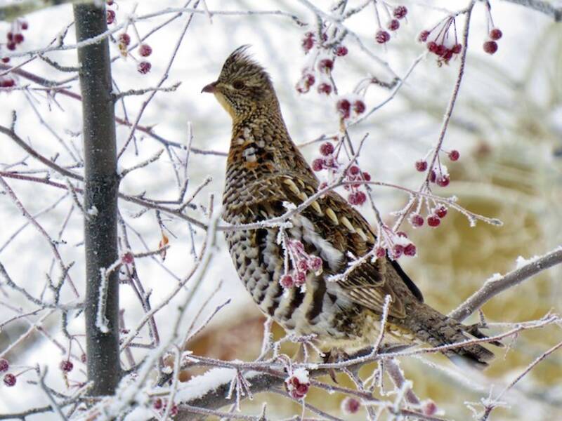 Ruffed Grouse, Photos 3