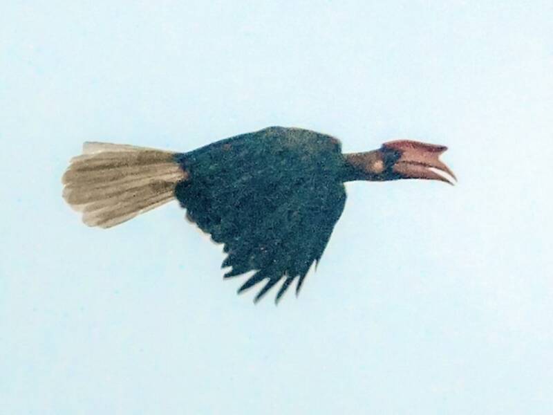Rufous Hornbill, Photos 2