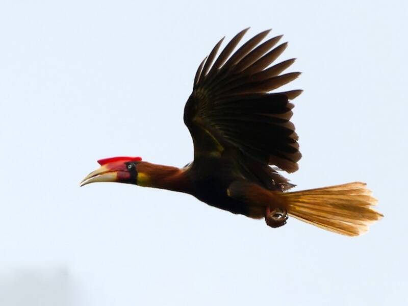 Rufous Hornbill, Photos 3