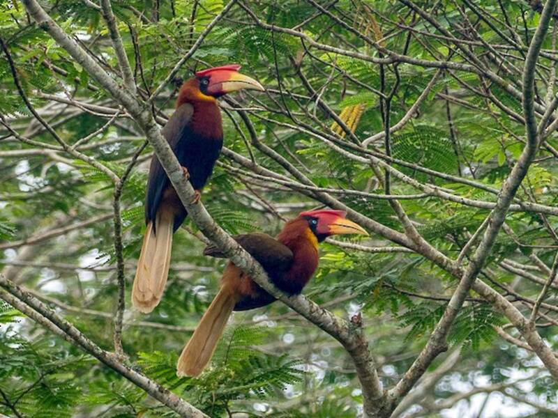 Rufous Hornbill, Photos 4
