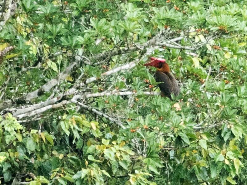 Rufous Hornbill