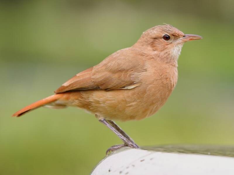 Rufous Hornero, Photos 3