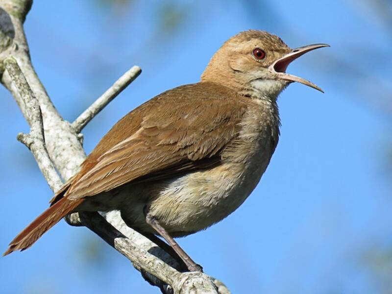 Rufous Hornero, Photos 4