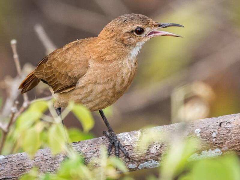 Rufous Hornero