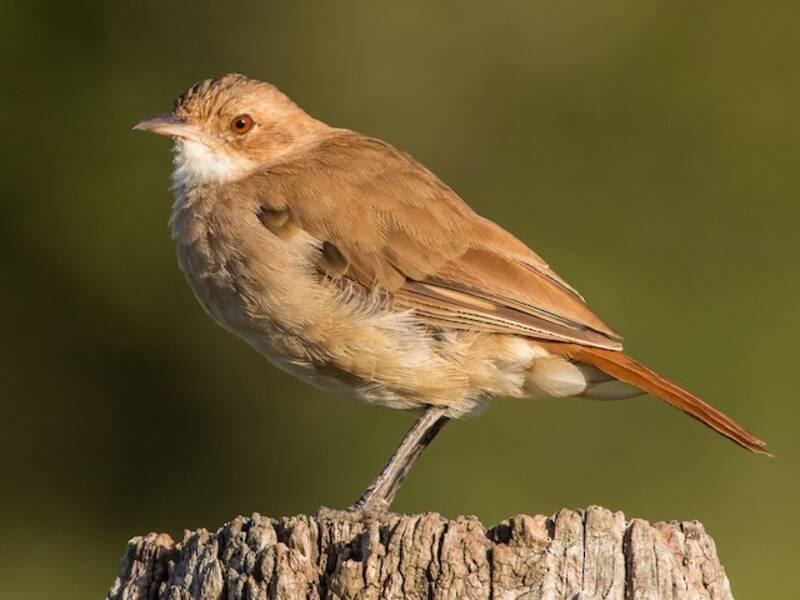 Rufous Hornero, Photos 2