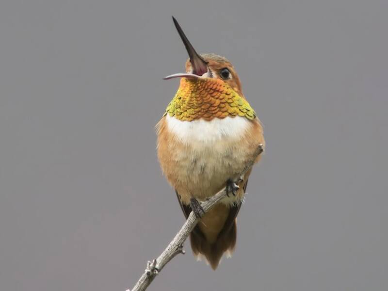 Rotbrauner Kolibri, Fotos 2