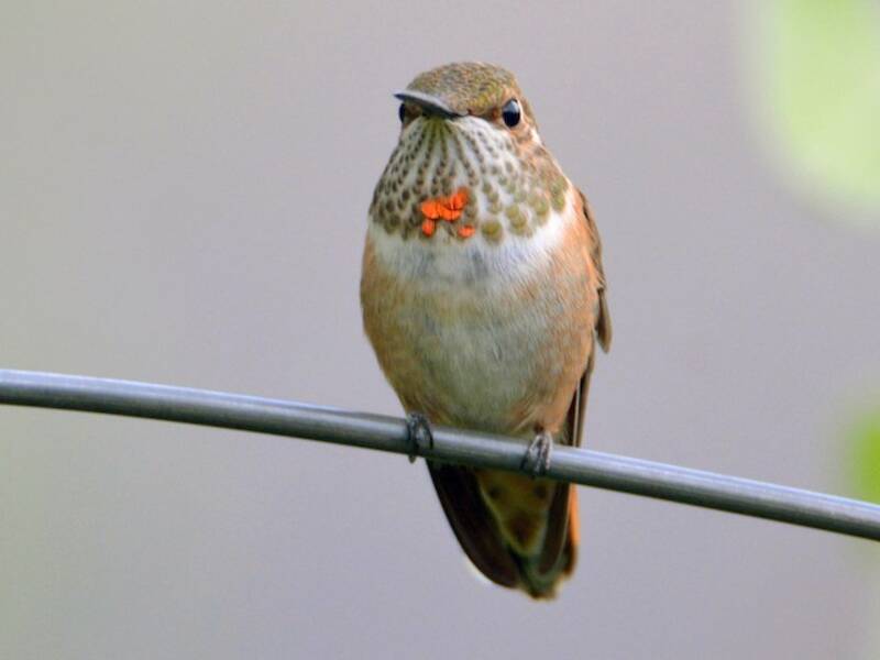 Rufous Hummingbird (Selasphorus rufus)
