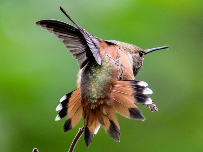 Rotbrauner Kolibri, Fotos 4