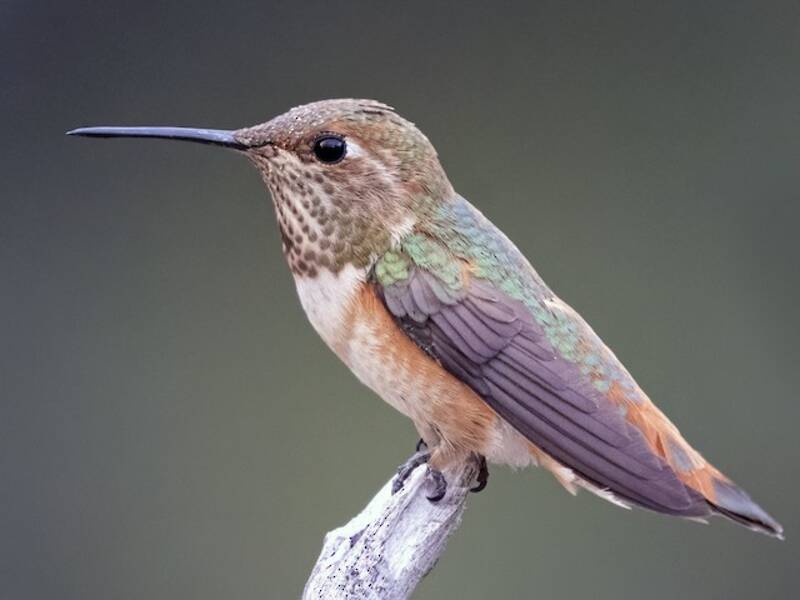 Rotbrauner Kolibri, Fotos 3