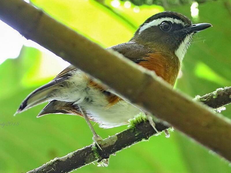 Rusty-flanked Jungle Flycatcher, Photos 4