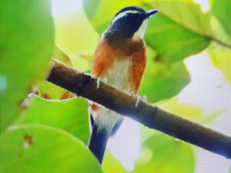 Rusty-flanked Jungle Flycatcher, Photos 3