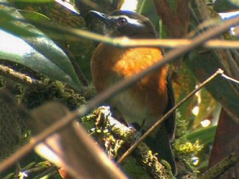Rusty-flanked Jungle Flycatcher, Photos 2