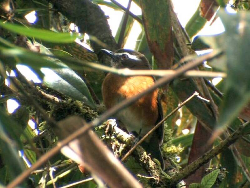 Rusty-flanked Jungle Flycatcher